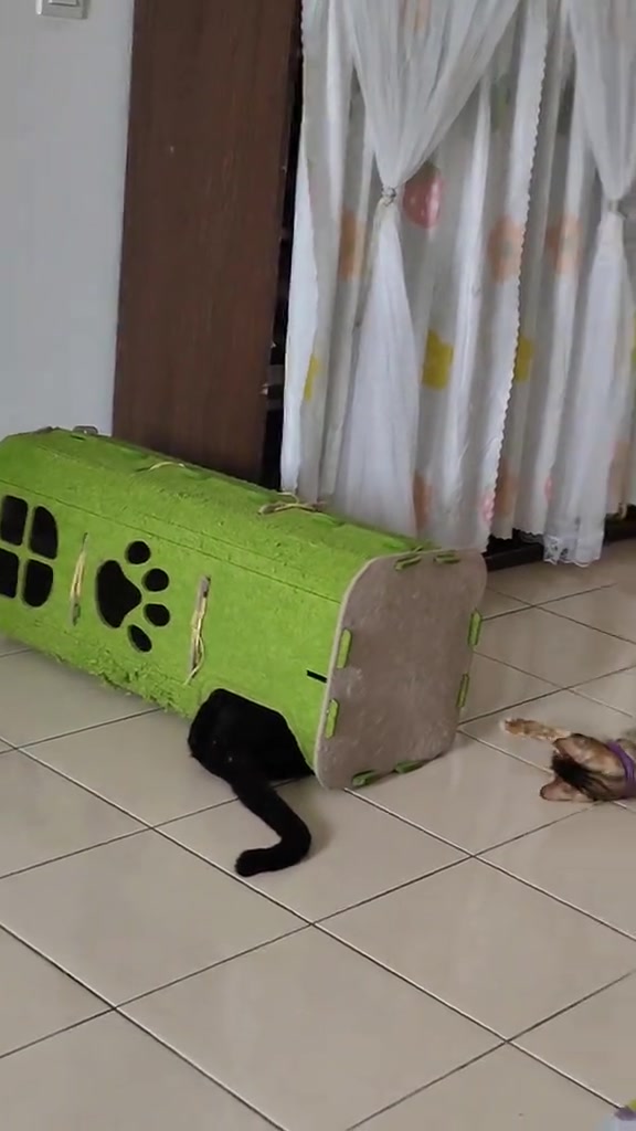 Terowong bulu hijau tergolek di lantai dengan kaki kucing hitam terkeluar dari lubang dan seekor kucing baring rilek berhampiran