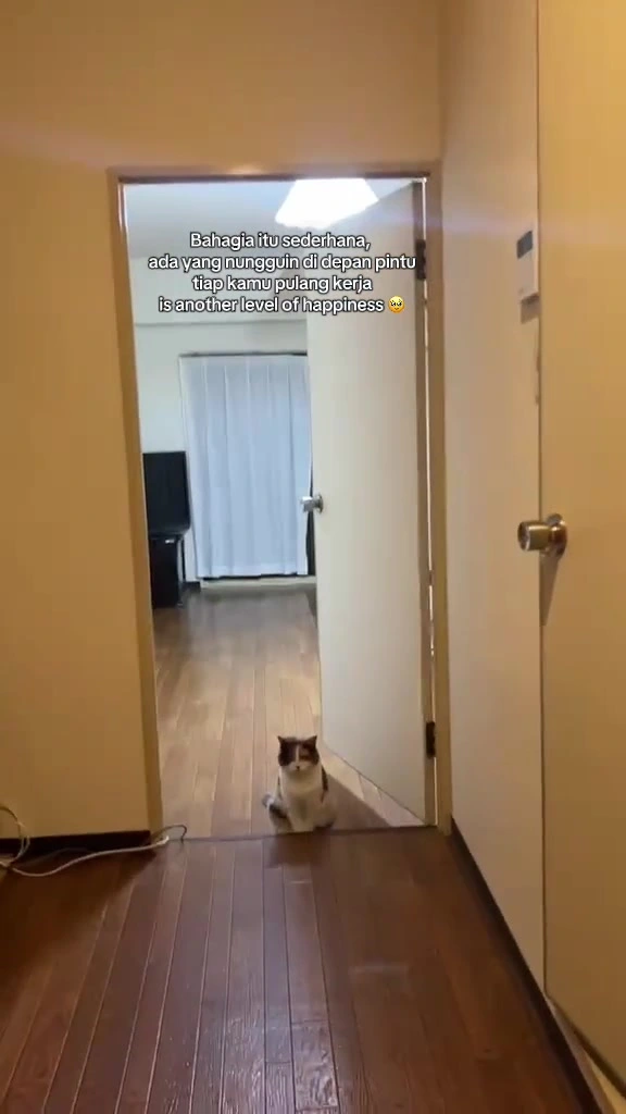 Kucing tinggal sorok di apartment KL bila saya pergi kerja: berapa lama selamat, tanda stres, dan setup saya