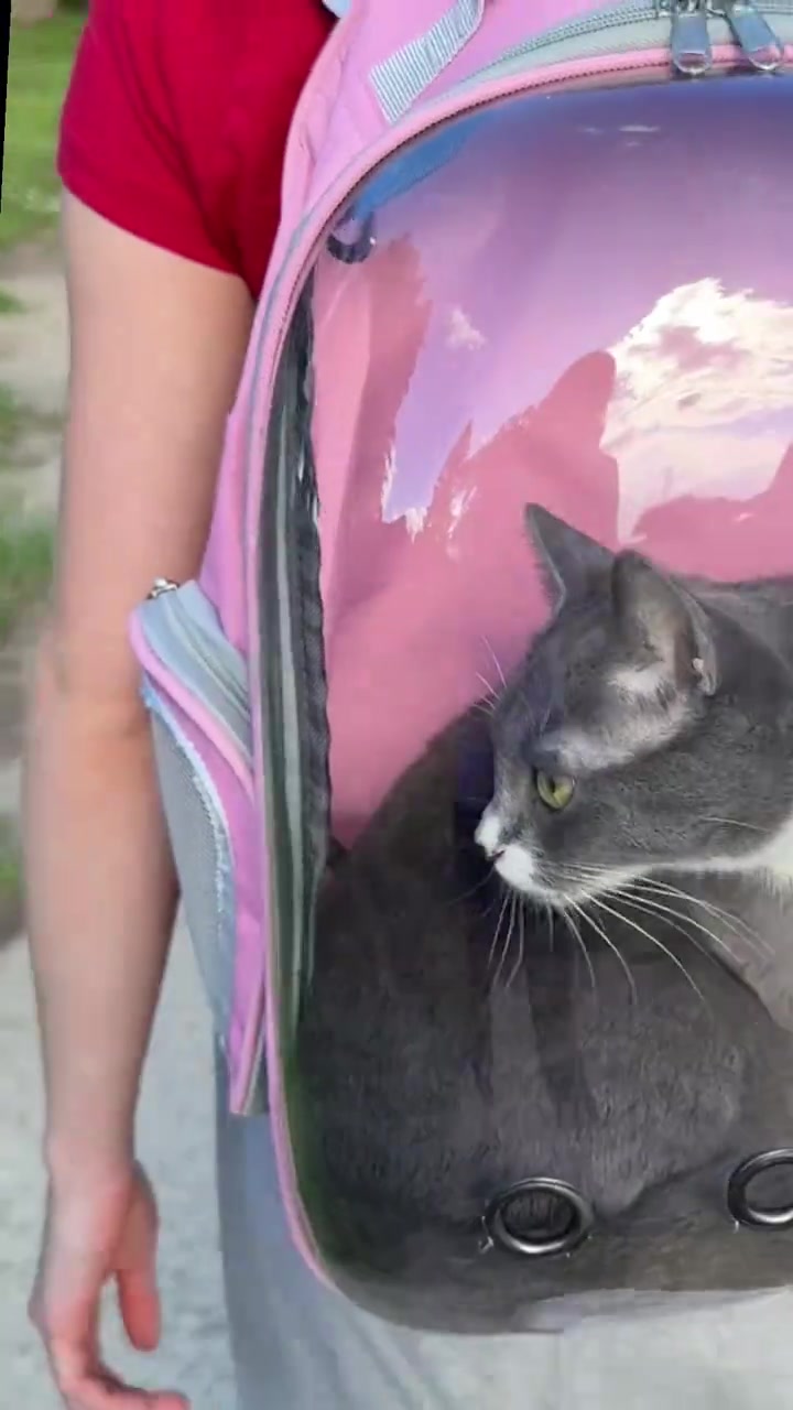 Kucing kelabu putih duduk dalam beg galas bubble berwarna merah jambu dengan lubang pengudaraan logam di bahagian bawah kubah