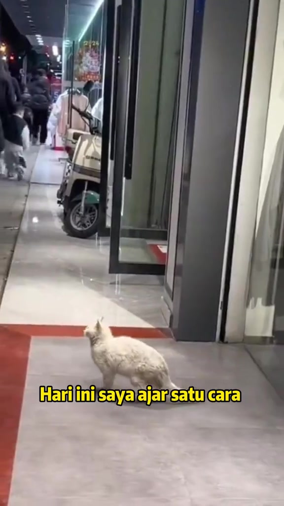Kucing indoor terlepas: pelan 24 jam pertama saya, mitos viral yang saya buang, dan kenapa microchip terus saya buat