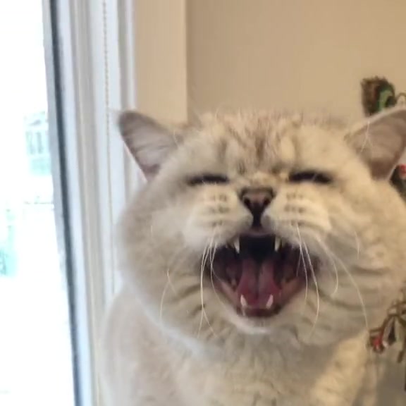 Kucing bulu putih krem mengiau dengan mulut terbuka luas sampai nampak taring