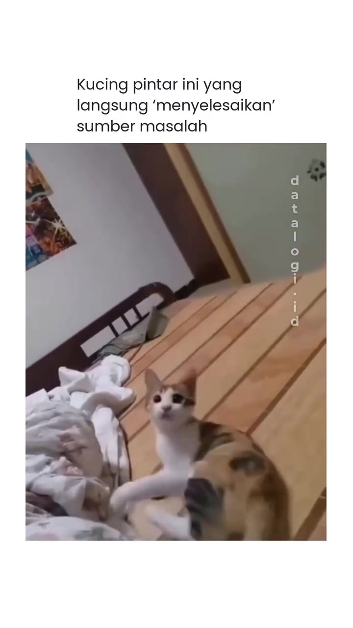Kucing di atas katil menjulur kaki depan untuk menangkap objek waktu bermain