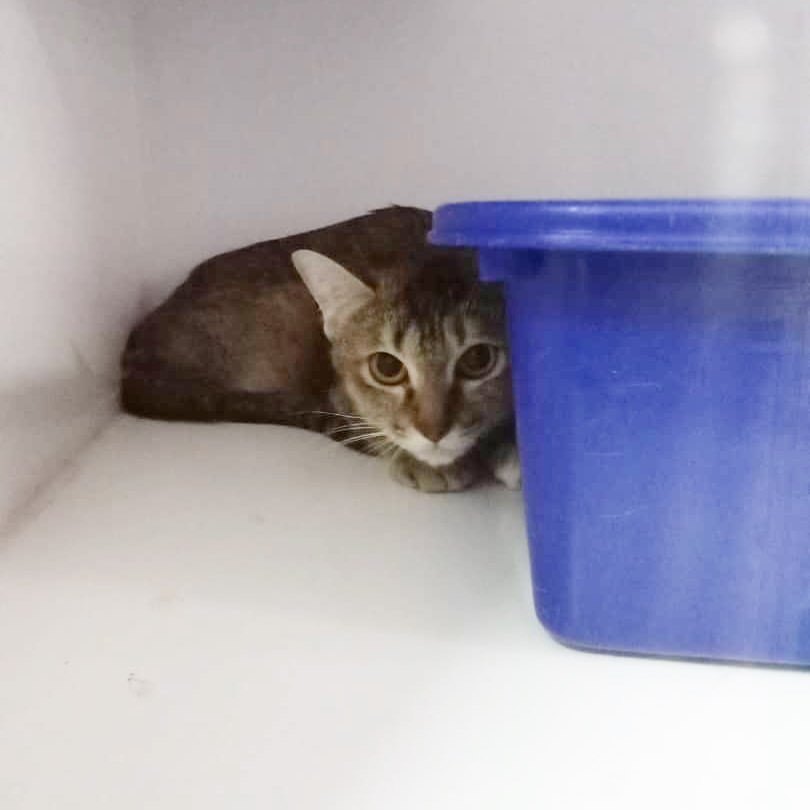 Kucing menyorok di belakang bekas plastik biru, hanya kepala kelihatan