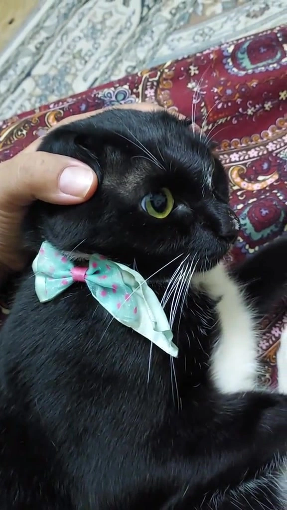 Kucing takut bunyi mercun Deepavali: pelan saya untuk dua majikan di apartment KL