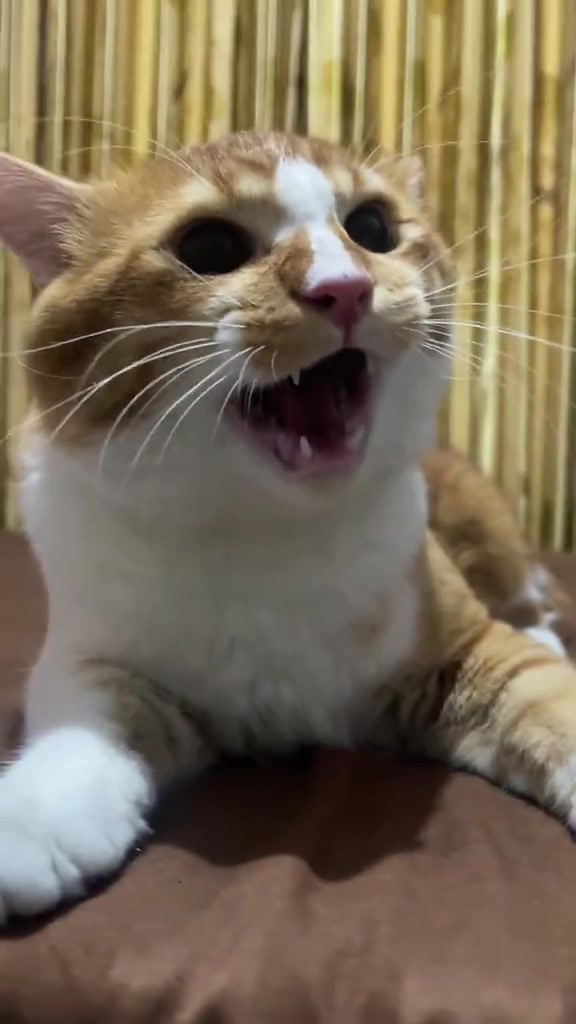Kucing oren putih baring atas katil mengiau menghadap kamera pada waktu malam