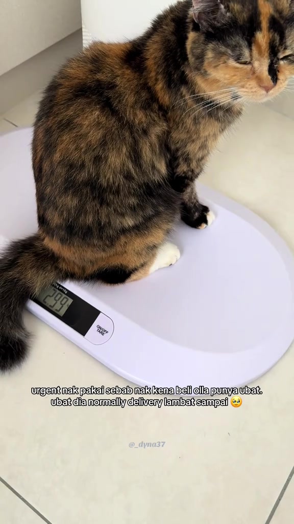 Kucing calico duduk atas penimbang bayi digital putih dengan bacaan 2.99 kilogram