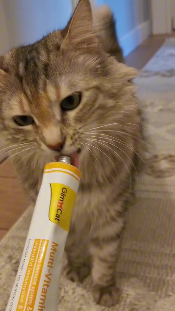 Vitamin kucing perlu ke tak: jenis mana berbaloi untuk kucing apartment, mana yang saya tangguh dulu