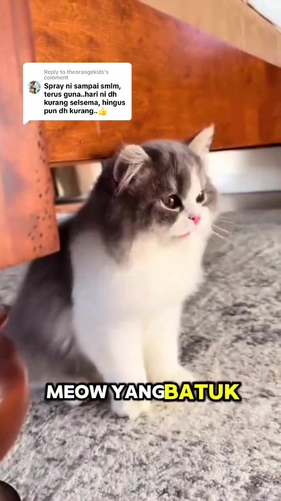 Anak kucing bulu kelabu dan putih duduk atas permaidani di rumah
