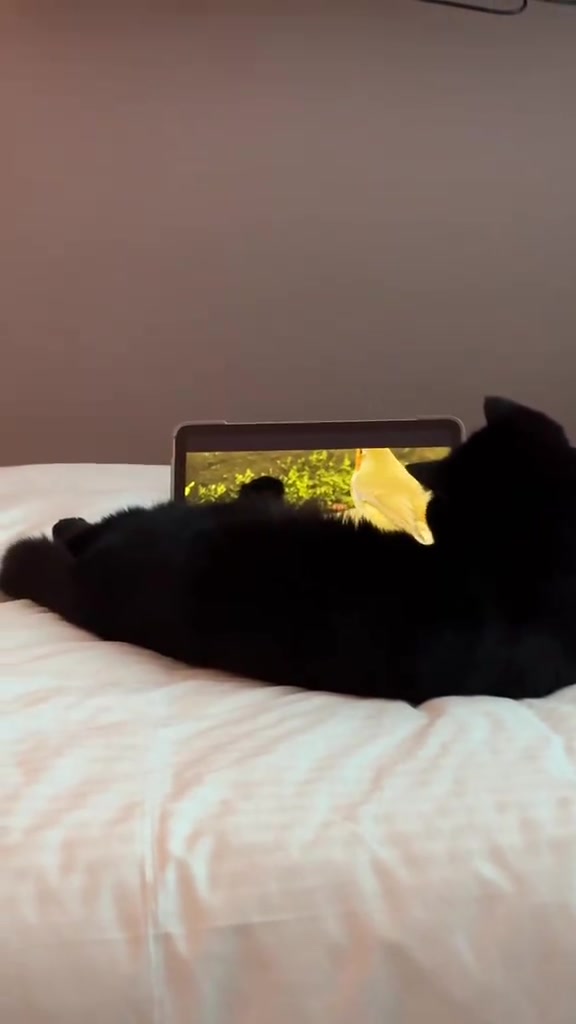 Staycation bawa kucing di hotel pet-friendly Malaysia: aturan sebenar, kos RM, dan setup bilik untuk dua majikan saya