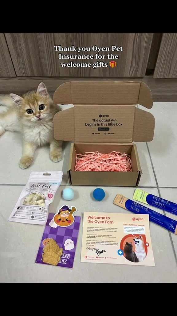 Insurans kucing di Malaysia 2026: dari RM30.60 sebulan, berbaloi ke untuk dua majikan di apartment KL?