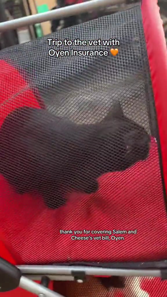 Kucing hitam di dalam carrier jaring merah di atas kaunter klinik veterinar