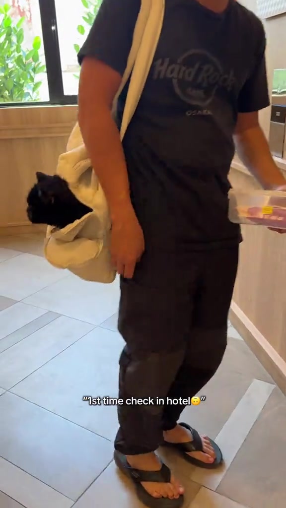 Kucing hitam menjenguk dari beg sandang krim di lobi hotel