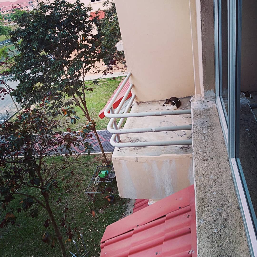 Seekor kucing duduk di ledge balkoni unit apartment tingkat atas, nampak blok perumahan dan bumbung merah di bawah