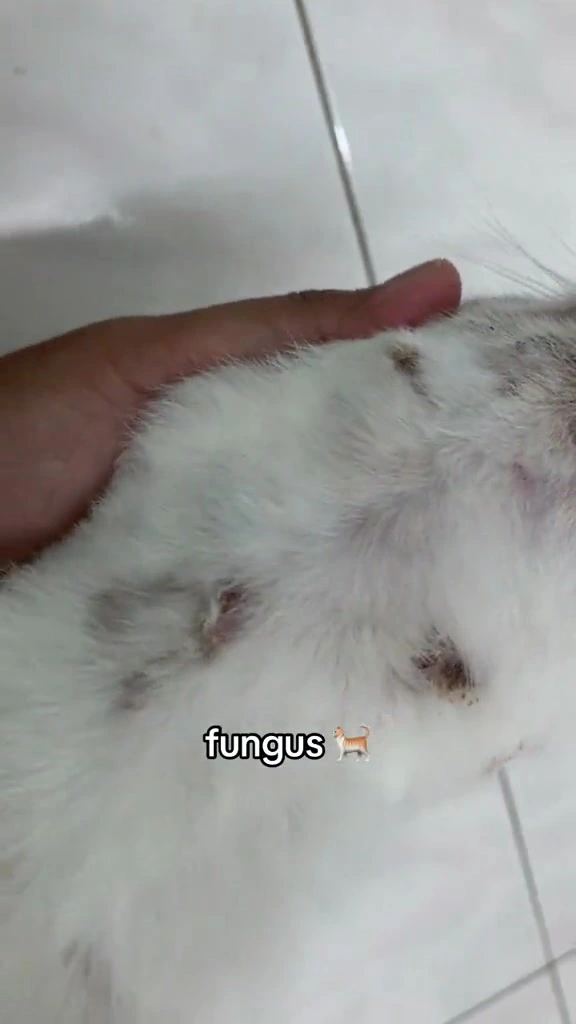 Kurap kucing bukan cacing: tanda awal, rawatan ikut tahap, dan mitos ubat biru yang saya tak sentuh