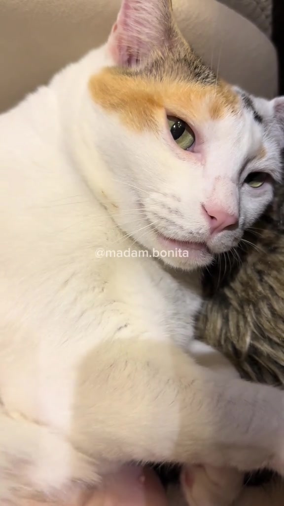 Kucing putih bertompok oren berbaring memandang kamera dengan muka selamba