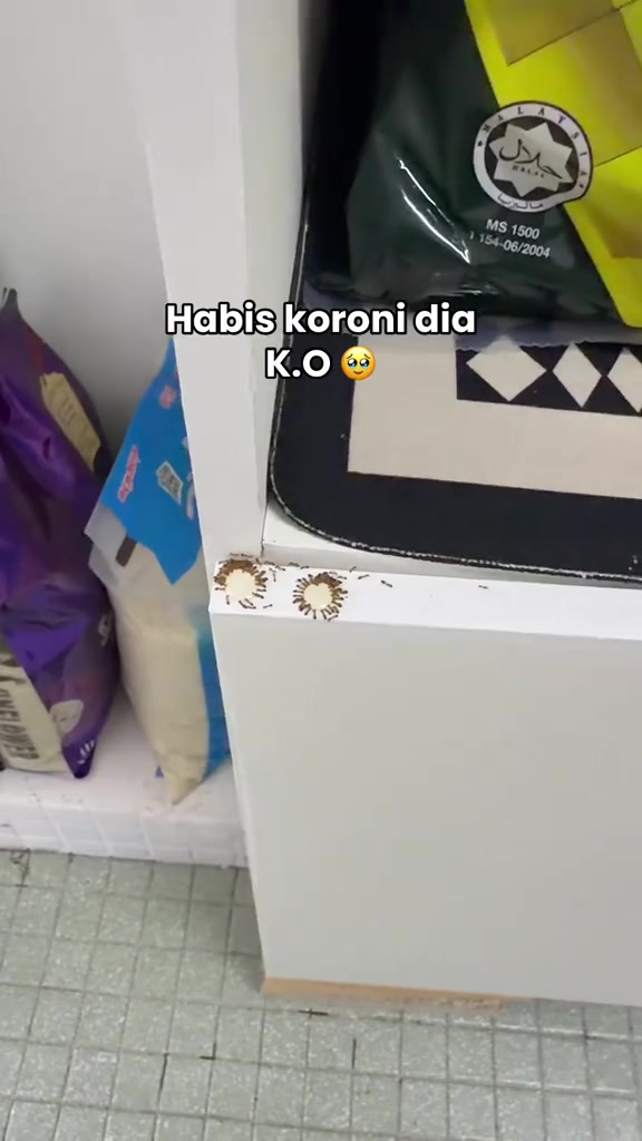 Kelompok semut mati di tepi kabinet dapur putih sebelah beg beras berlogo halal