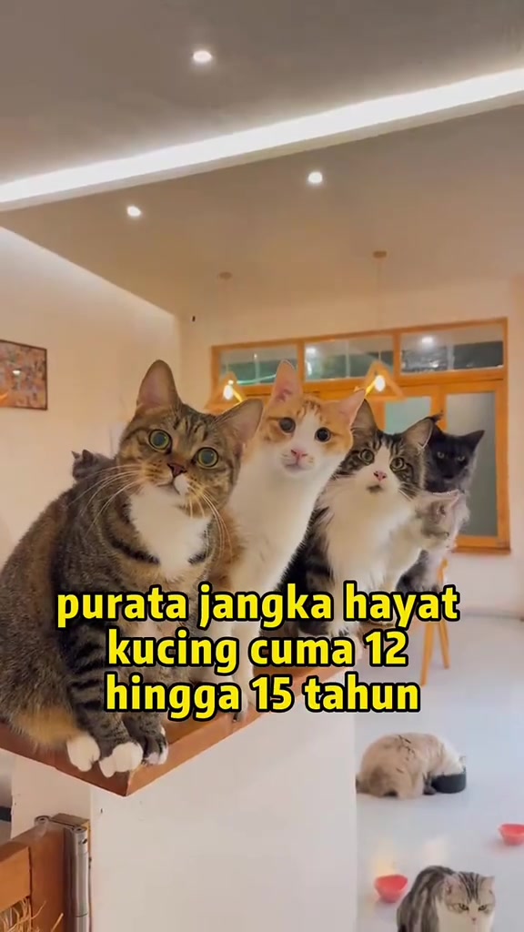 Empat kucing duduk berderet di atas para kayu memandang ke arah kamera