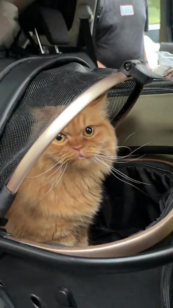Kucing oren berbulu lebat duduk dalam carrier berjaring di dalam kereta