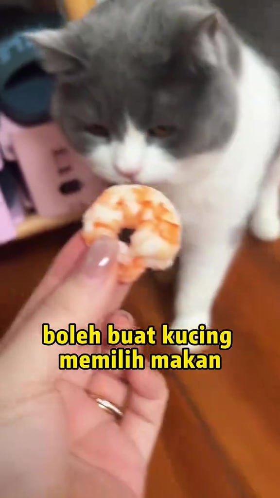 Kucing kelabu putih menghidu seekor udang rebus yang dipegang pada jari pemiliknya
