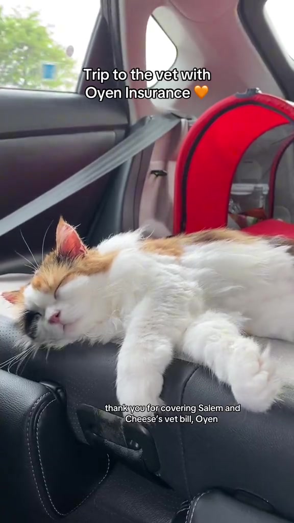 Kucing tompok tiga warna baring rileks di tempat duduk kereta sebelah carrier merah dalam perjalanan ke klinik veterinar