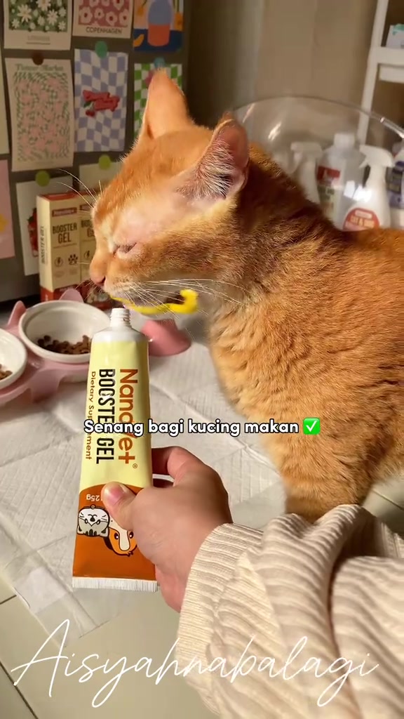Kucing oren menjilat gel booster Nanovet dari tiub yang dipegang tangan, sebelah mangkuk makanan kucing
