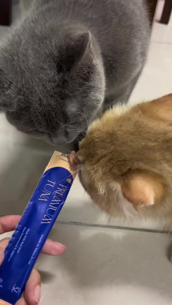 Dua kucing, seekor kelabu dan seekor krim, menjilat snek stik tuna dari tangan