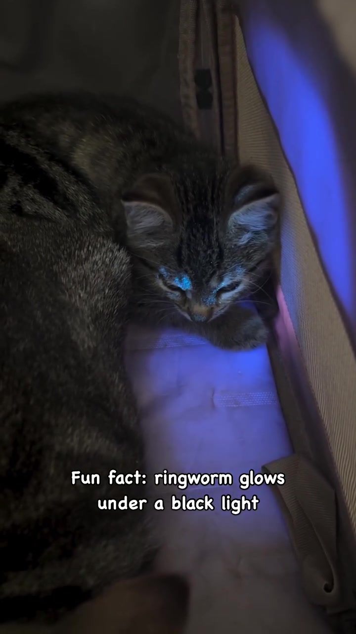 Anak kucing dalam bilik gelap bawah lampu Wood, tompok kulat pada muka bercahaya hijau kebiruan