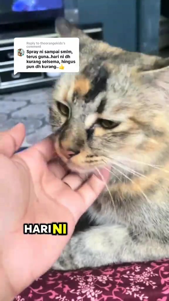 Tangan memegang dagu kucing tortoiseshell yang nampak letih di rumah