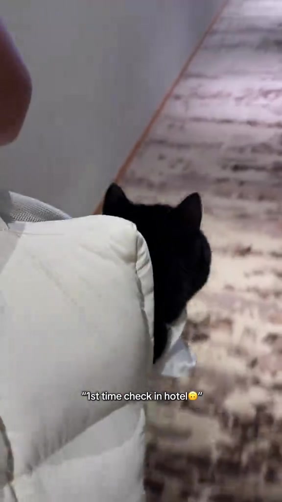 Kucing hitam menjenguk dari belakang beg carrier di koridor hotel