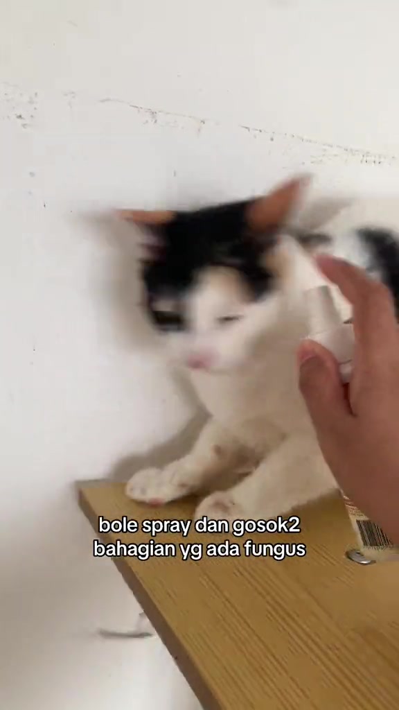 Tangan menyembur semburan antikulat ke arah kucing calico yang duduk atas meja kayu