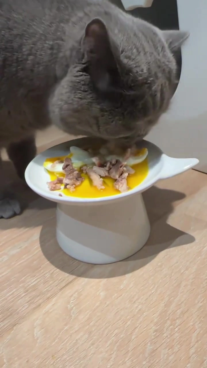 Makanan manusia untuk kucing: yang saya bagi dari dapur sendiri, dan senarai merah yang saya tak sentuh