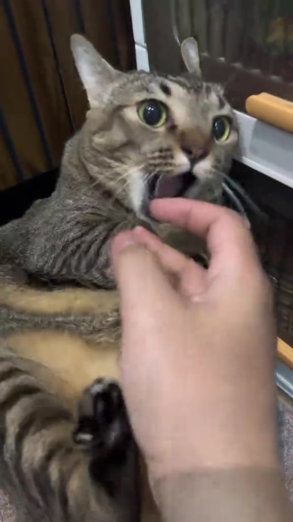 Tangan meraba dada kucing tabby berisi yang membuka mulut macam membantah pemeriksaan