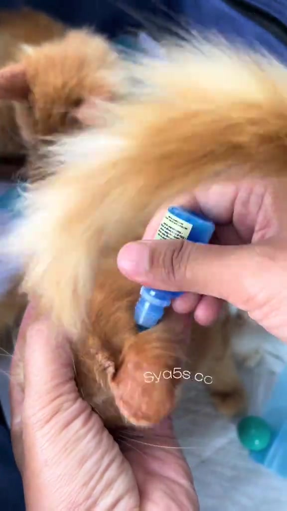 Tangan menitis cecair biru dari botol kecil ke belakang telinga anak kucing oren