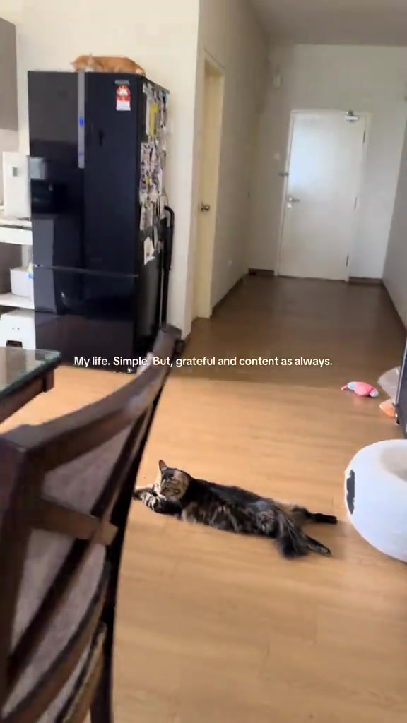 Seekor kucing terbaring santai di lantai kayu dalam unit apartment, seekor lagi tidur atas peti sejuk