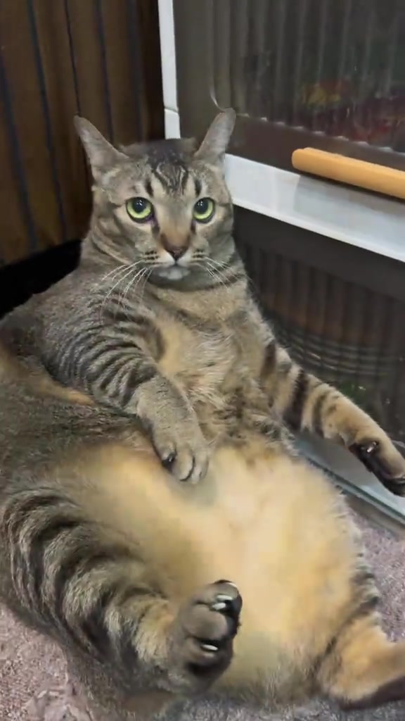 Kucing debab bukan sihat: cara saya baca badan dua majikan, timbang tiap bulan, dan pelan kurus perlahan di apartment KL