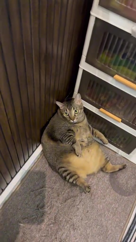 Kucing tabby terlebih berat duduk bersandar di sudut lantai dengan perut boroi terdedah