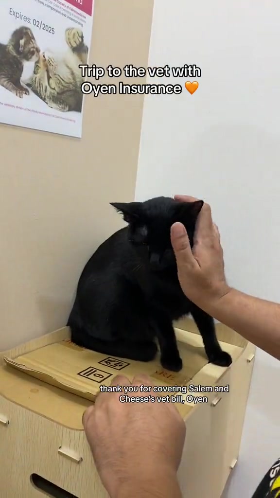 Tangan mengusap kepala kucing hitam yang duduk atas kotak kayu di klinik veterinar