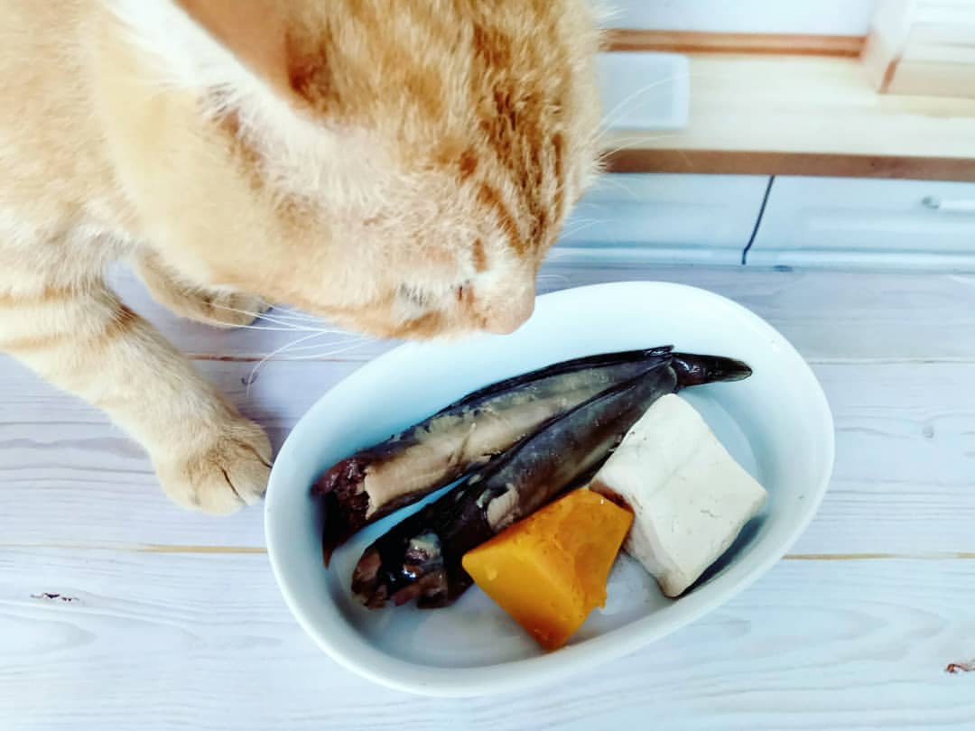 Kucing oren menunduk menghidu mangkuk putih berisi ikan kukus, tofu dan labu kuning