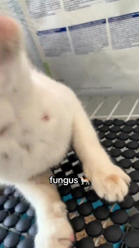 Tangan menyelak bulu putih kucing, nampak tompok kecil kemerahan berkerak pada kulit