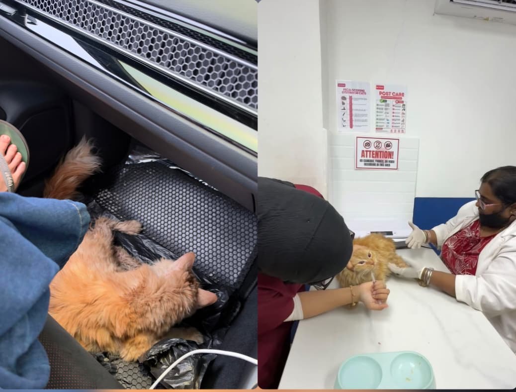 Kucing Hilang Cedera: Langkah Cemas dan Sokongan Pemulihan