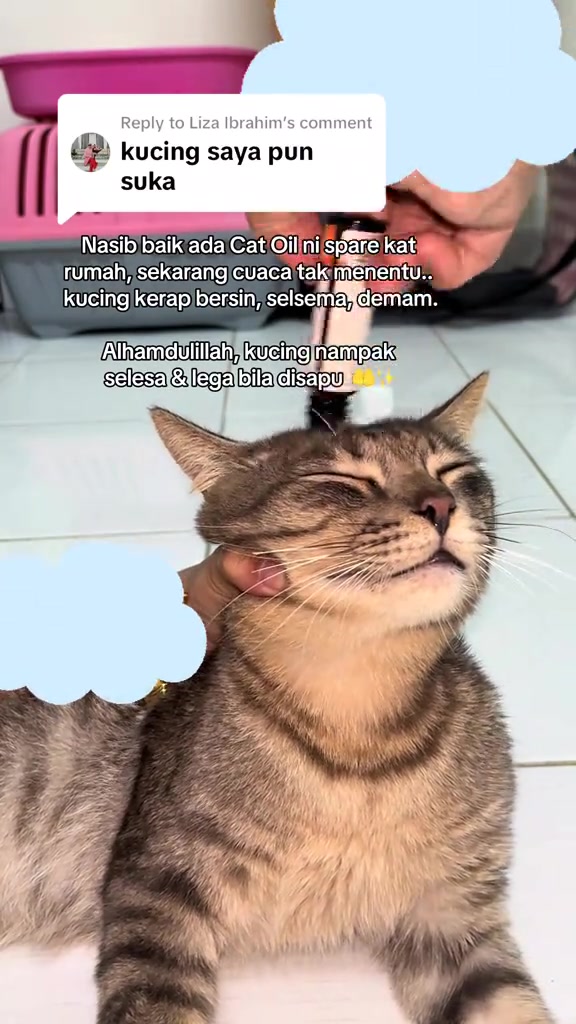 Tangan menyapu roller minyak pada dahi kucing tabby yang memejamkan mata