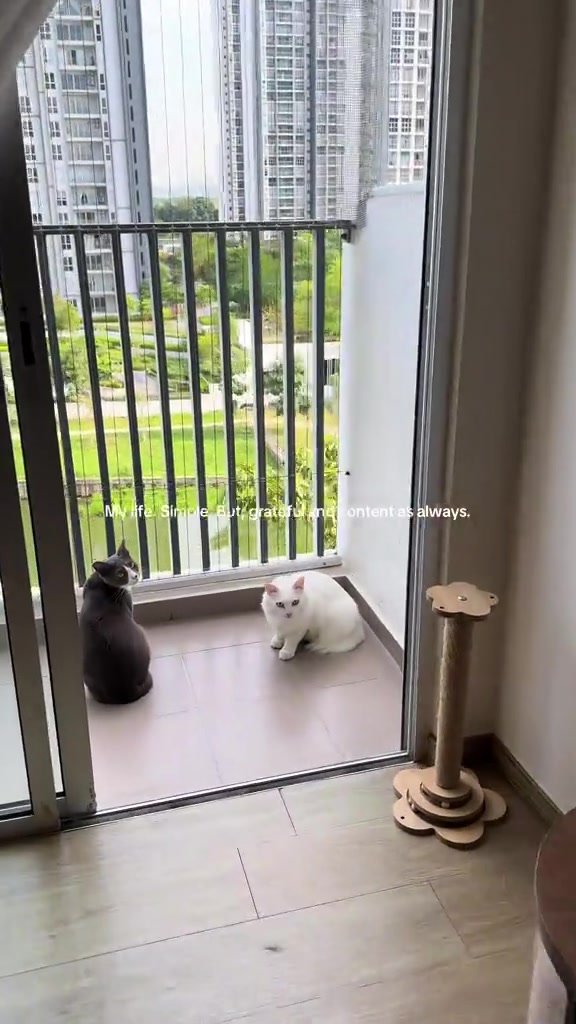 Sewa apartment di KL dengan kucing: apa strata benarkan, pet deposit berapa RM, dan cara saya tak kena halau