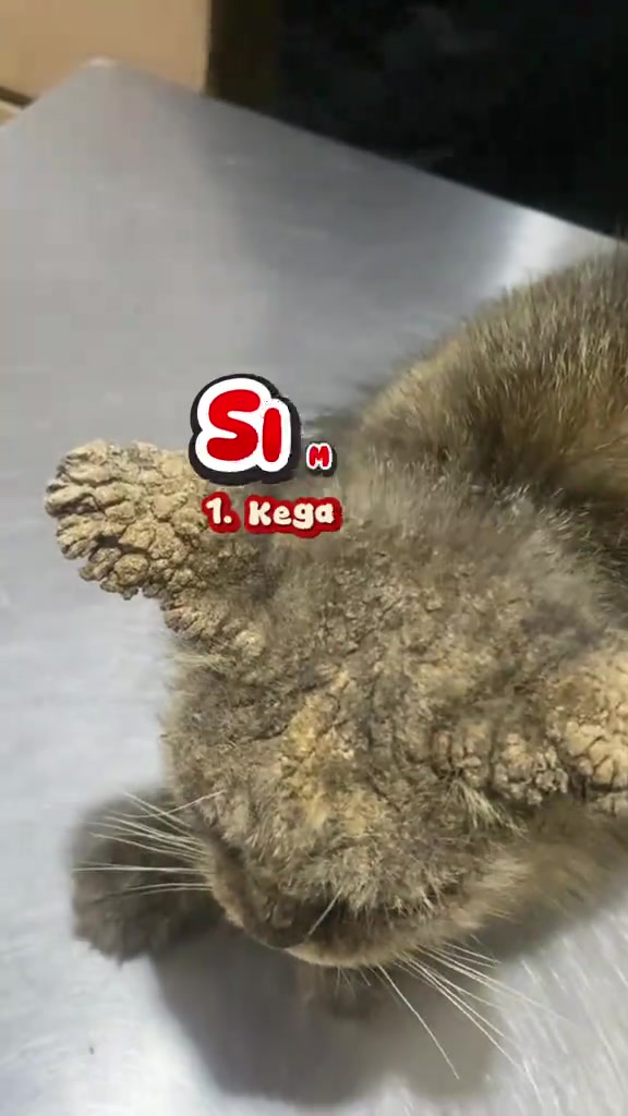 Kucing dengan kerak tebal kering pada telinga dan muka, atas meja pemeriksaan keluli di klinik vet