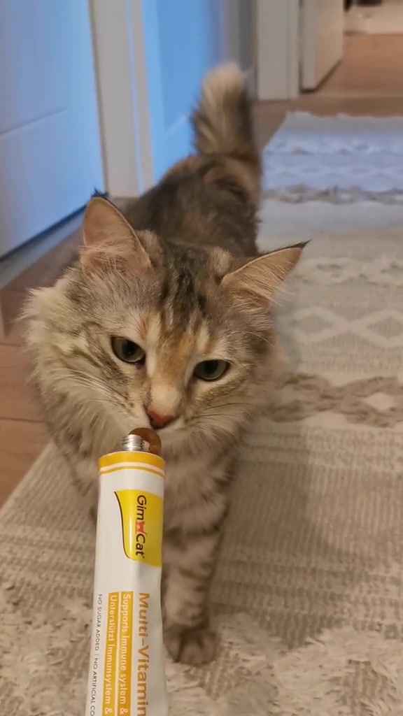 Kucing berbulu panjang berjalan mendekati tiub pasta multivitamin GimCat dan menjilat hujungnya di atas permaidani