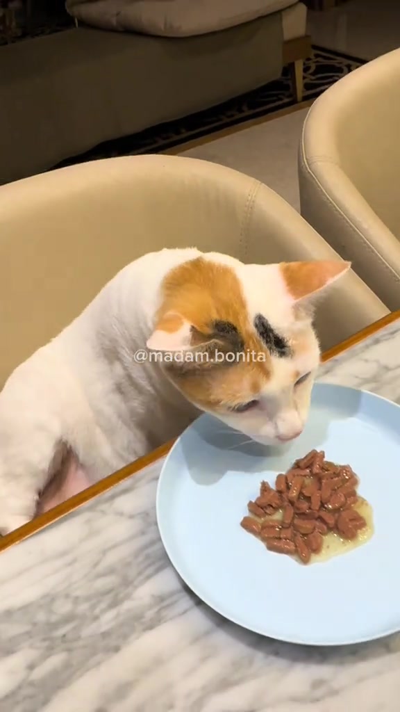 Kucing putih oren menjenguk pinggan biru berisi portion kecil wet food atas meja