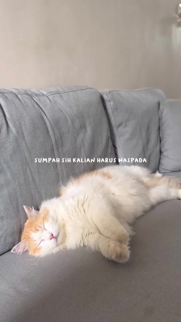 Kucing putih oren tidur terlentang santai di atas sofa kelabu