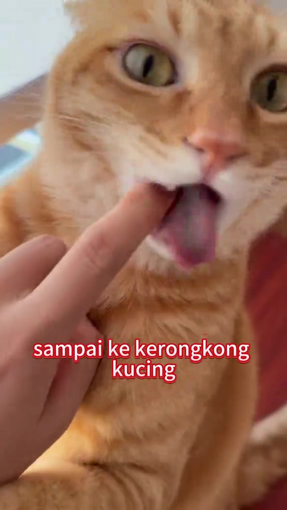 Kucing oren menggigit jari manusia dengan mulut terbuka