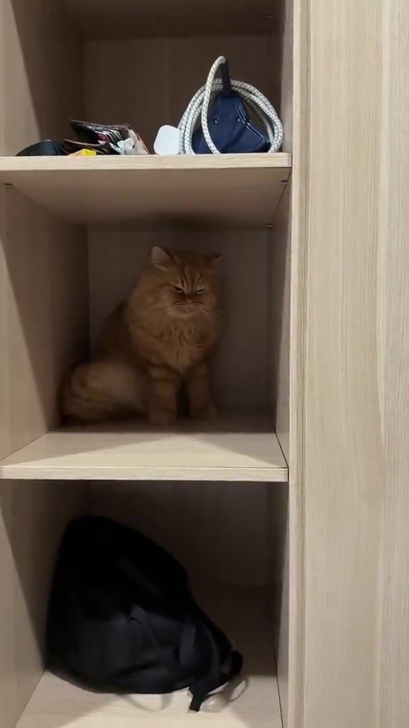 Kucing oren berbulu lebat duduk dalam kubik rak kayu sebagai tempat sorok pilihannya, muka nampak masam