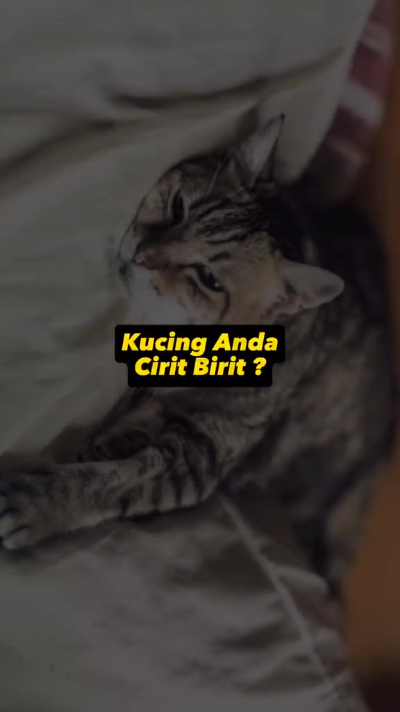 Kucing tabby baring lesu di atas katil dengan kepala tersandar pada bantal
