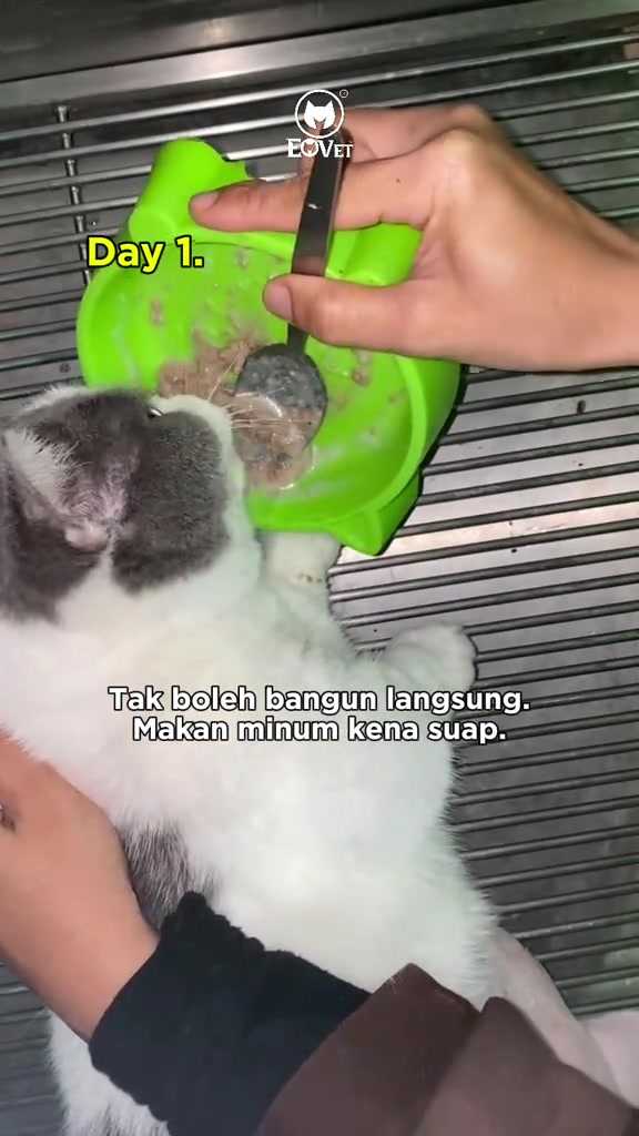 Tangan menyuap kucing putih kelabu dengan sudu dari mangkuk hijau di kandang klinik